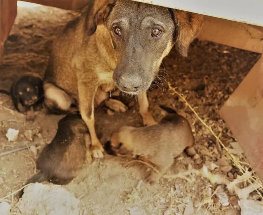 Onda de envenenamento de cães e gatos assusta moradores de Balneário Gaivota: o que a Prefeitura e a Polícia estão fazendo?